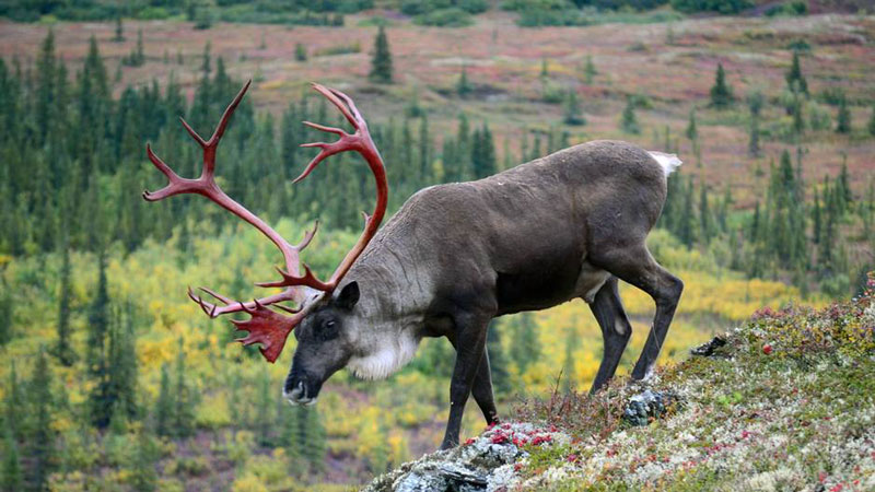 Mit klirrender Kälte, unendlicher Weite und einer erbarmungslosen Natur ist Alaska ein Ort der Extreme.