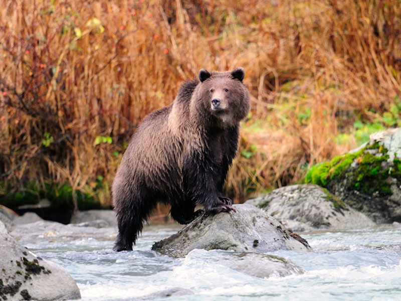 Bär im Fluss auf der Suche nach Futter