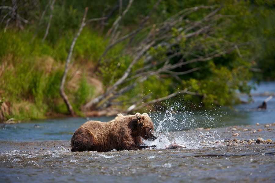 Bär beim Lache fangen im Katmai Nationalpark, Alaska