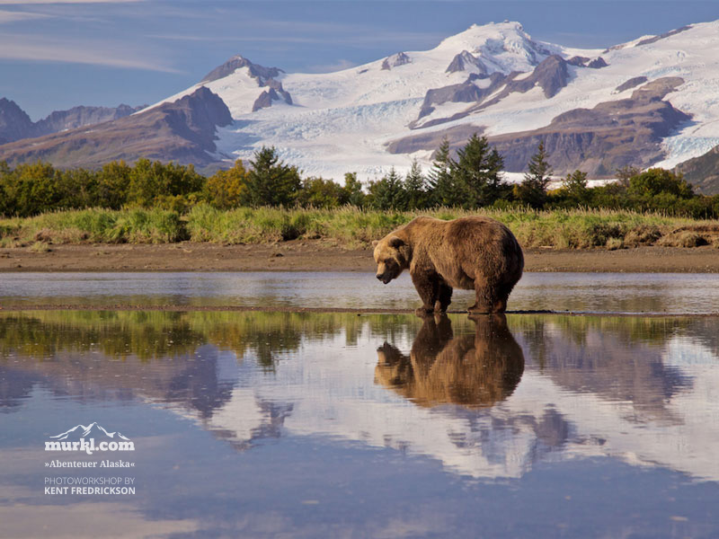 photosafari-photoworkshop-alaska-baer-02.jpg