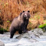 Bär im Fluss auf der Suche nach Futter