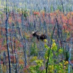 Elch Bulle in der Wildnis Alaskas