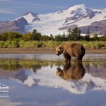 photosafari-photoworkshop-alaska-baer-02.jpg