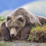 photosafari-photoworkshop-alaska-baer-08.jpg