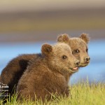 photosafari-photoworkshop-alaska-baer-14.jpg